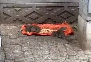 tekirdagda sokakta fareler yiyecek bulundu vatandaslar tedirgin i8D9Q2rf.jpg